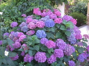 Hydrangeas