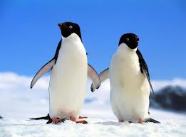 Penguin couple