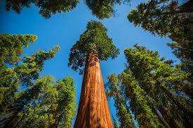 Giant Sequoia Trees