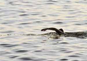 Open ocean swim