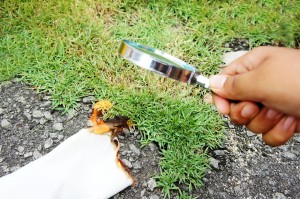 burning paper with magnifying glass