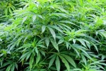 Marijuana