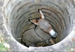 Trapped donkey