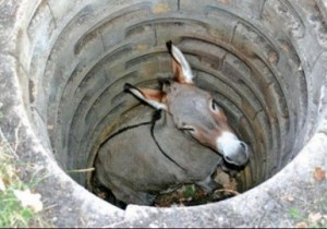 Trapped donkey