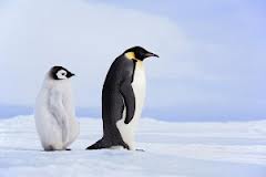 Penguin leadership