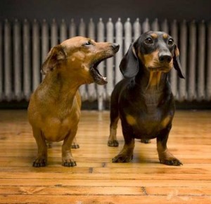 nagging dachshund