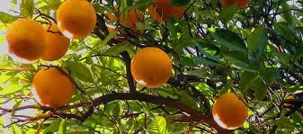 Orange tree