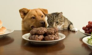 dog_and_cat_at_table